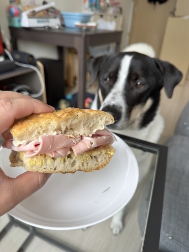 ham sandwich